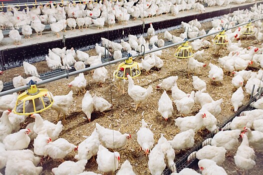 Перезапуск птицефабрики «Буйская» после закрытия из-за вспышки гриппа птиц запланирован на май