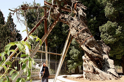 В Хевроне расцвел библейский дуб Авраама