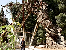 В Хевроне расцвел библейский дуб Авраама