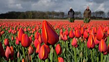 Россия ужесточает правила ввоза голландских цветов