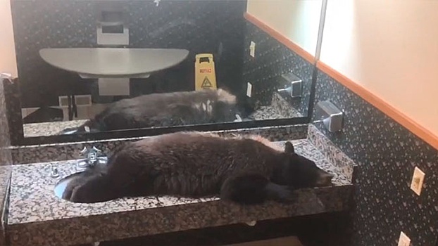 В США сняли на видео медвежонка, задремавшего на раковине отеля