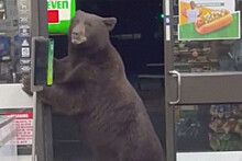 Медведь зашел в супермаркет и вызвал панику