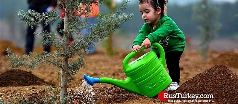 В Турции высадят 600 млн саженцев деревьев