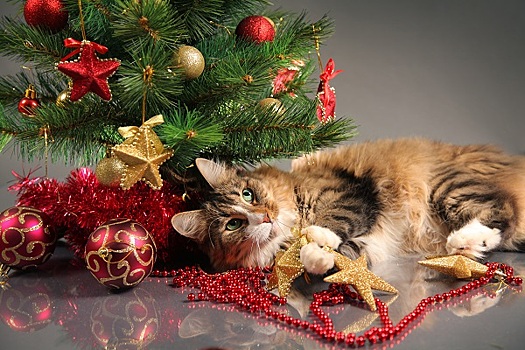 Названы способы, как уберечь новогоднюю елку от кота