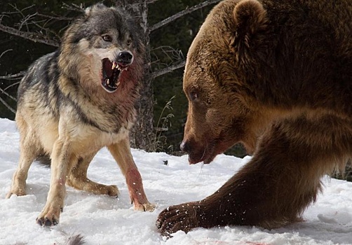 Турист стал свидетелем кровавой схватки гризли со стаей волков