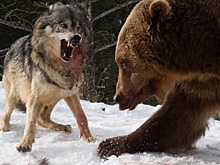 Турист стал свидетелем кровавой схватки гризли со стаей волков