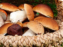 Россиянам разъяснили правила сбора грибов, орехов и березового сока