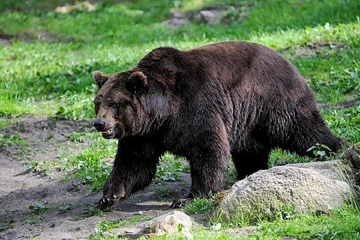 Появились кадры спасения медведя в Костроме
