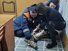Саратовские спасатели и ветеринары помогли застрявшей в заборе косуле