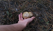 Число смертельных случаев от отравления грибами в Воронежской области выросло до трех