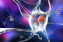 «Белок болезни Паркинсона» оказался нужен для нормального развития мозга