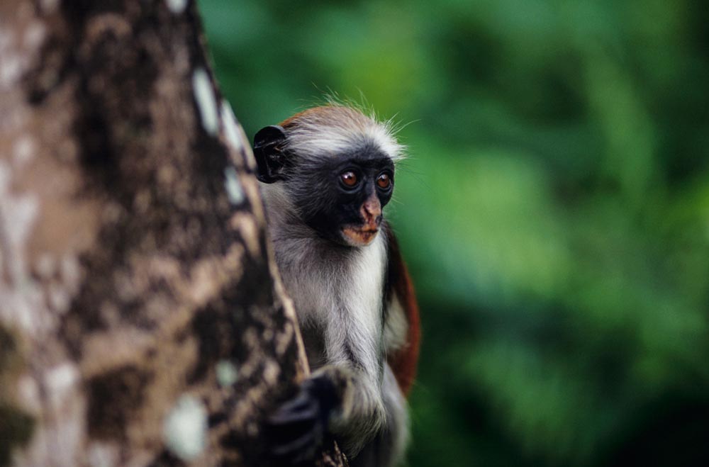 Остров Занзибар, Танзания, Африка