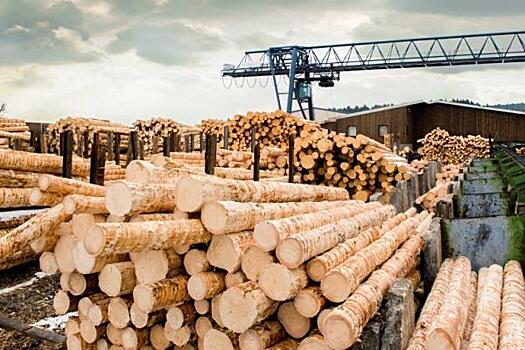 Лесопромышленники Приморья просят облегчить экспорт материалов из дуба и ясеня