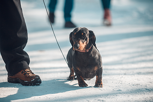 Где удобнее всего жить с собакой: Рейтинг городов-миллионников России