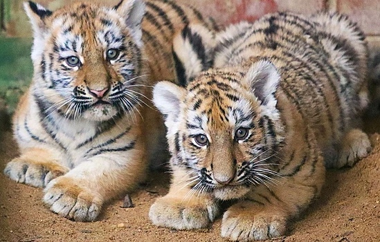 В Московском зоопарке родились два амурских тигренка