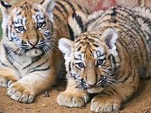 В Московском зоопарке родились два амурских тигренка