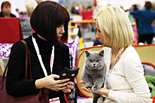 Фелинологи объяснили, чем обернется запрет кошкам из РФ участвовать в международных выставках