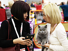 Фелинологи объяснили, чем обернется запрет кошкам из РФ участвовать в международных выставках
