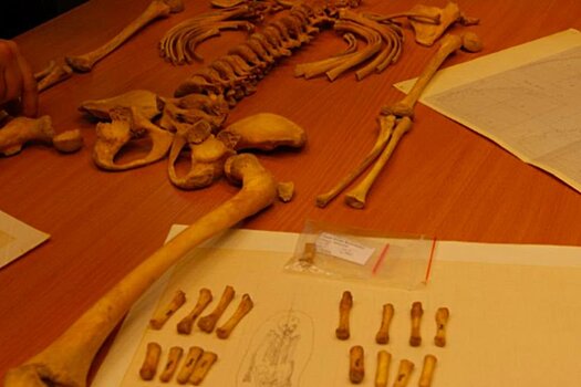В Польше нашли странное захоронение с тремя черепами