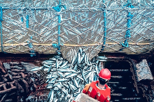 Россия более чем в 1,5 раза увеличила добычу тихоокеанского лосося