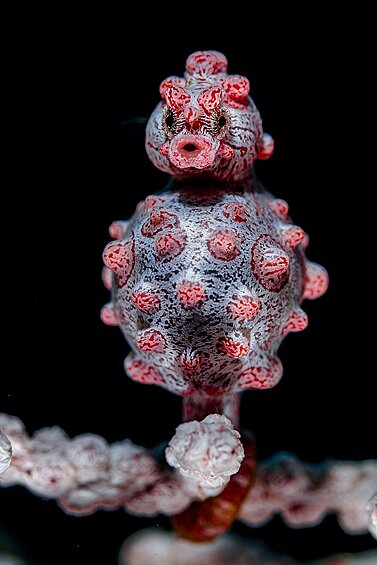Крепкая хватка.  В объектив британского фотографа Николаса Мора попал беременный морской конек-пигмей, чей размер не превышает двух сантиметров. На кадре, сделанном на Бали, видно, как конек крепко держится хвостом за розовый морской веер.  У морских коньков потомство вынашивают самцы. Для этого самка во время брачных игр откладывает икру в специальный выводковый карман, который находится на брюхе у самцов. За одну «беременность» он может выносить от двух до тысячи зародышей.