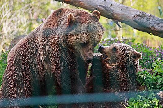 Бурые медведи вышли из зимней спячки в зоопарке Новосибирска