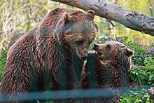 Бурые медведи вышли из зимней спячки в зоопарке Новосибирска