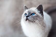 Гигиена глаз кошек и собак: советы по уходу
