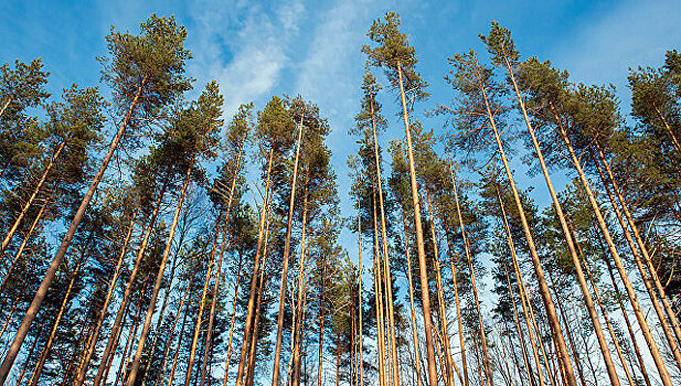 Ученые красноярского вуза создали почву, в которой деревья растут быстрее