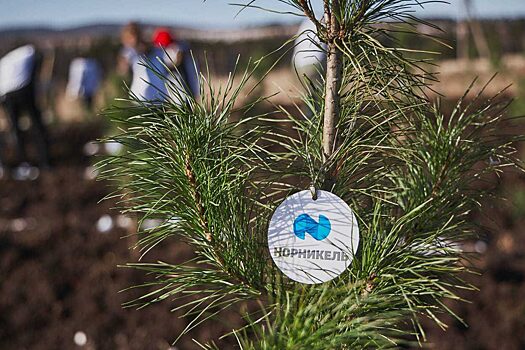 Волонтёры и сотрудники «Норникеля» высадили кедр в Березовском районе края