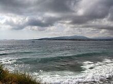 Ученые из Абхазии предположили причины гибели дельфинов в Новороссийске