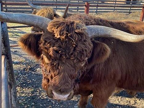 Шотландская корова стала талисманом баскетболистов из Читы