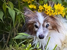 Пес по кличке Оччо из Перми стал самым старым представителем своей породы