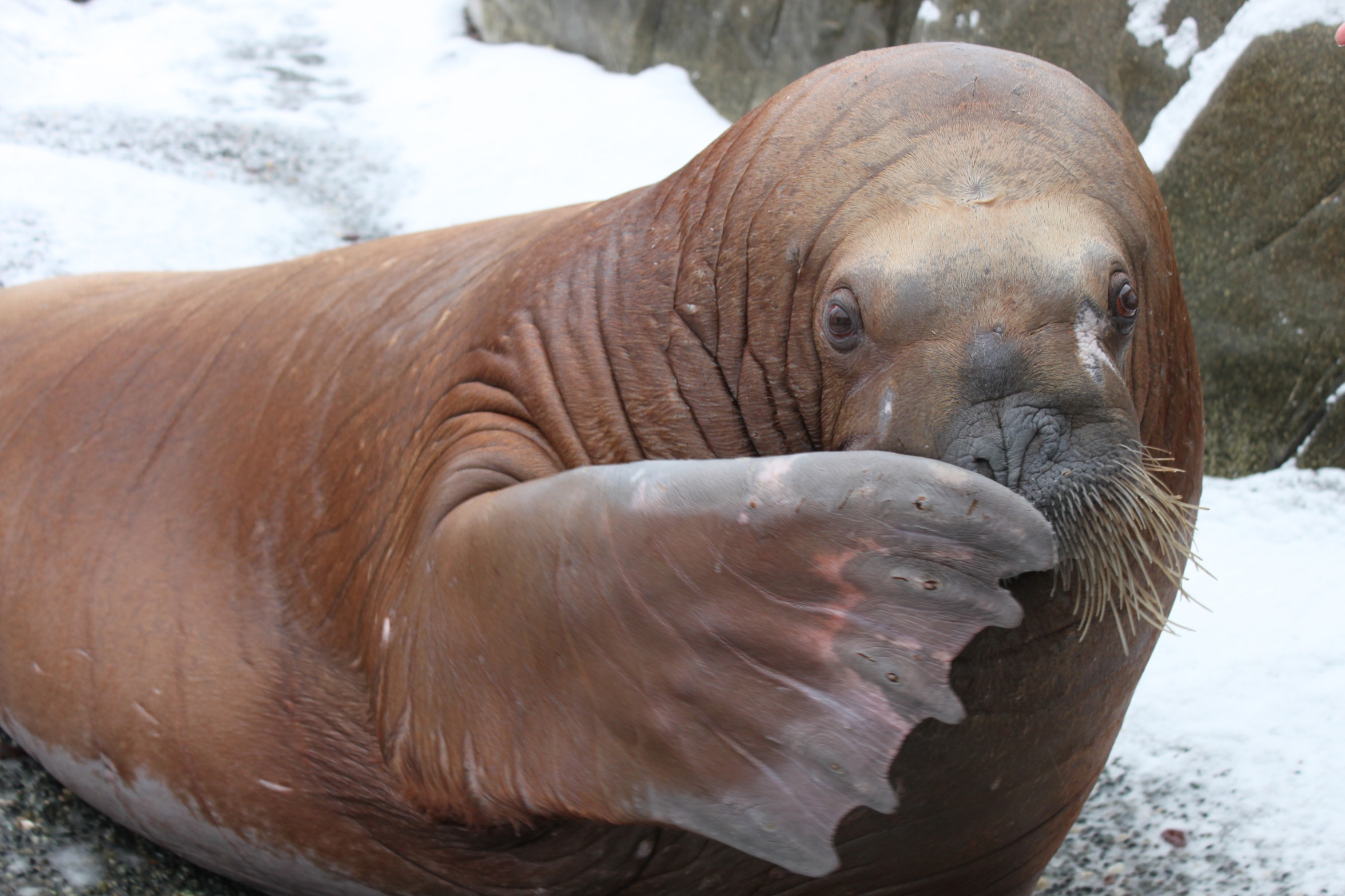 В Ижевском зоопарке прокомментировали гибель моржихи Несейки