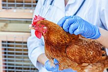 Калужская область усилит профилактику птичьего гриппа