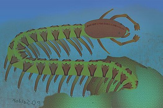 Древний окаменевший мозг опроверг представления ученых