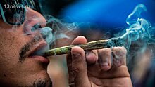 В СФ поддержали предложение Минздрава ввозить гашиш и марихуану в Россию для научных исследований