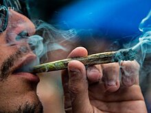 В СФ поддержали предложение Минздрава ввозить гашиш и марихуану в Россию для научных исследований