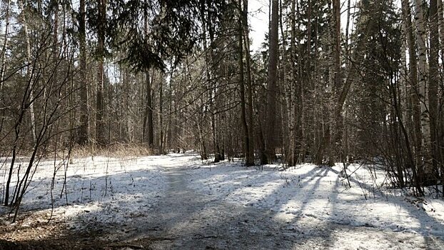 Пропавших в Воронеже двоих коллег нашли в лесополосе убитыми