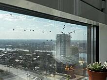 В Нижнем Новгороде жуки облепили окна квартир: в чем опасность и как их устранить