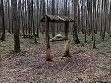 Дикая природа в городе: Как минералы помогают самкам и самцам животных в Новой Москве