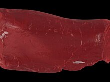 Муравей возрастом 40 млн лет найден внутри куска янтаря из коллекции Гете