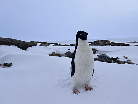 Антарктида на связи: базовая станция сотовой связи появилась в бухте Тала