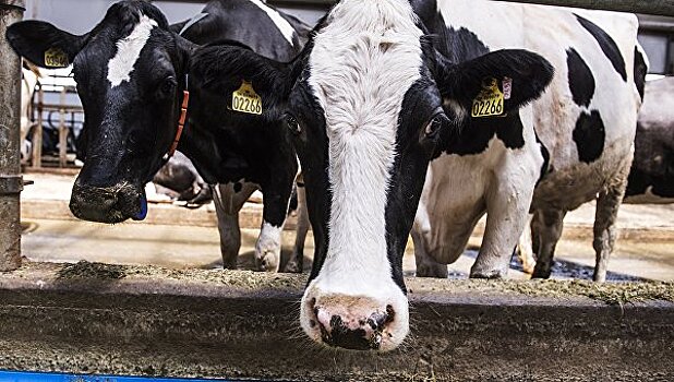 В России допустили введение налога на мясо