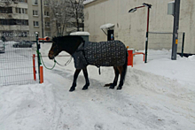 На северо‑западе Москвы полицейские задержали сбежавшую лошадь