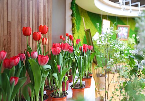 Выставка «Превосходство весны» открылась в экоцентре «Цветоводство» Департамента природопользования Москвы
