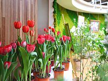 Выставка «Превосходство весны» открылась в экоцентре «Цветоводство» Департамента природопользования Москвы