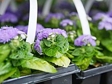 Выходные с пользой: что подготовил парк «Зарядье» ко Дню народного единства