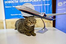 Толстого кота Виктора из Владивостока показали на федеральном канале