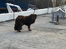 В Балтийске спасли «талисман парома»: волонтёры помогли вылечить травмированного пса